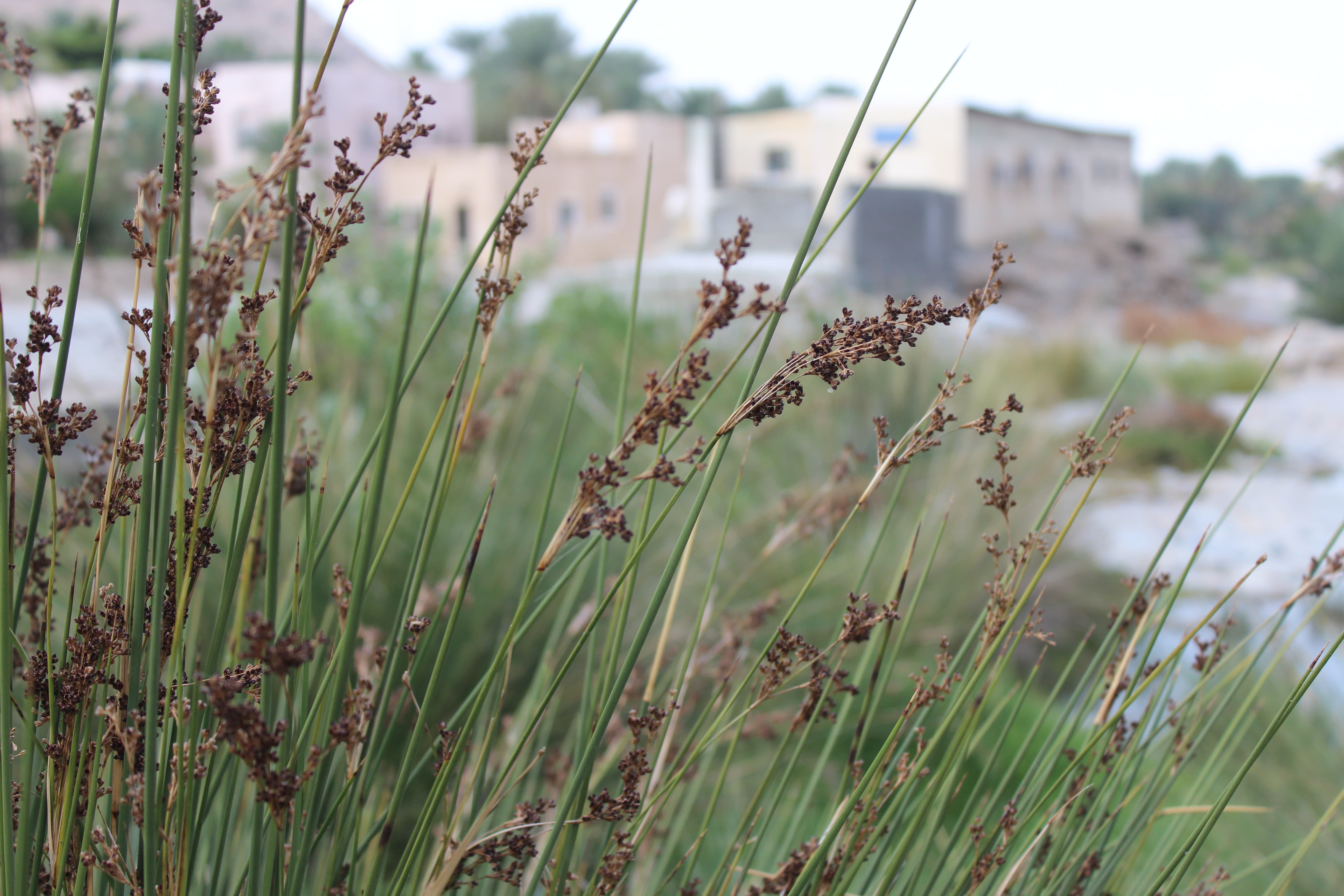 Plant Image